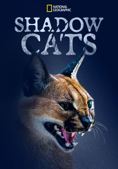 Shadow Cats (2022) แมวแห่งเงา
